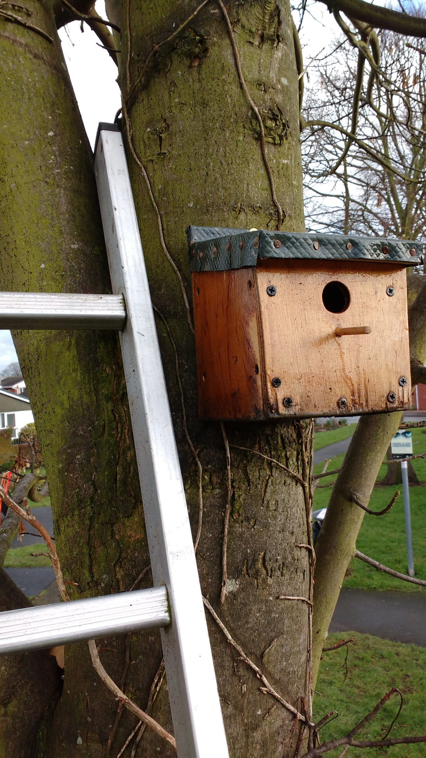 Image of a bird box installed on a Tree beside a ladder